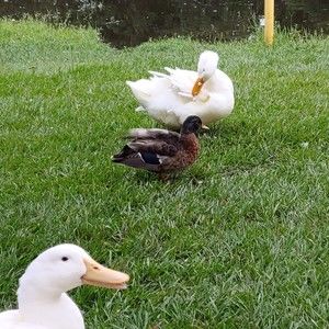 Meet your Posher, Amir